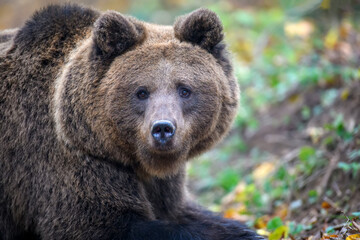 Close-up brown bear portrait. Danger animal in nature habitat. Big mammal