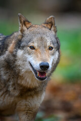 Naklejka na ściany i meble Close up portrait wolf in autumn forest background