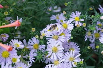 daisies in a field with a bee