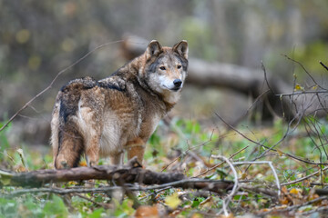 Close up wolf in autumn forest background