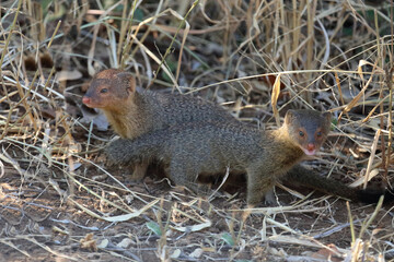 Schlankmanguste / Slender mongoose / Galerella sanguinea.