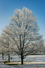 Obraz premium Winterlicher Rauhreif auf Bäumen und Sträuchern