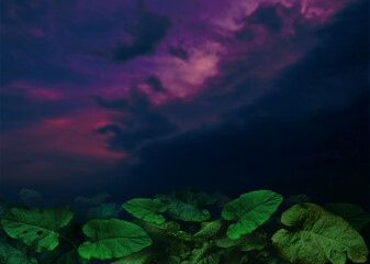 Dramatic purple sundown and green burdock leaves. Tropical landscape with sunset sky clouds. Dark blue stormy cloudscape at tropical night