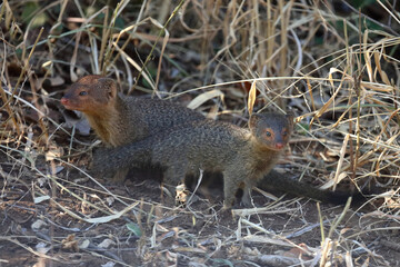 Schlankmanguste / Slender mongoose / Galerella sanguinea.