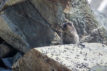 Marmot on rocks in mountain looking curious