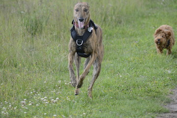 Whippet playing in grass