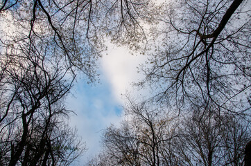 Upward View Bare Treetops in front of cloudy sky. High quality photo