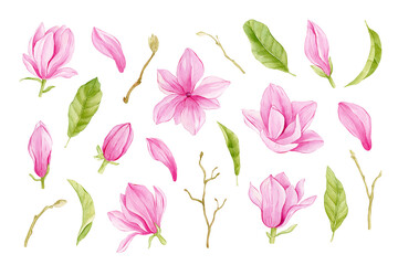 Magnolia watercolor isolated illustration on white background.
