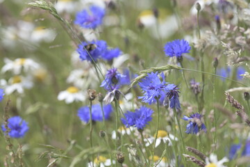 Wildflower meadow with blue cornflowers