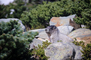 Marmot on rocks in mountain looking curious