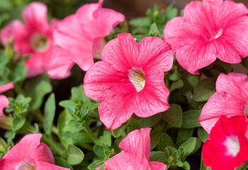 Petunia. Beautiful lush Petunia bushes bloom in the summer garden.