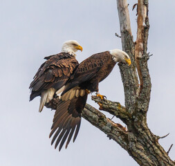 Pair of bald eagles in a tree with one looking intently toward the ground