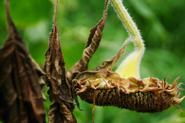 枯れてうつむいたヒマワリの花