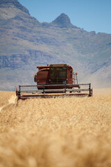 Naklejka premium Close up view of a combine harvester in the Swartland Region of South Africa