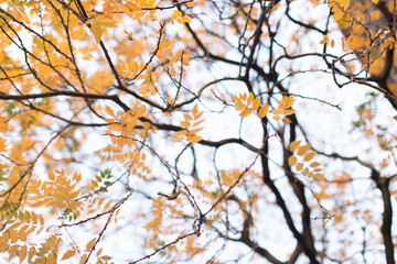 kleine gelbe Vogelbeerblätter im Herbst