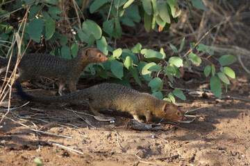 Schlankmanguste / Slender mongoose / Galerella sanguinea.