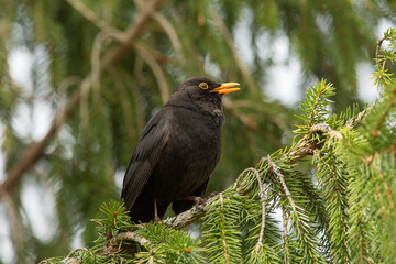 An adult male common blackbird (Turdus merula) standing on a branch of Norway spruce (Picea abies)