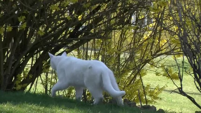 Der wei&szlig;e Kater ist auf der "Pirsch"