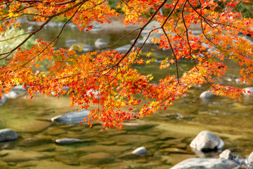 香嵐渓・紅葉のイメージ