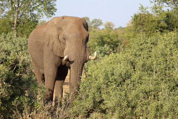 Fototapeta premium Afrikanischer Elefant / African elephant / Loxodonta africana