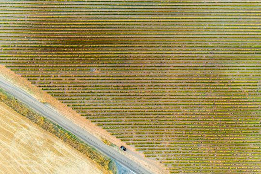 Aerial view of the lavender fields, Verdon, Provence, France.