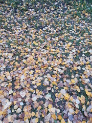 autumn leaves background