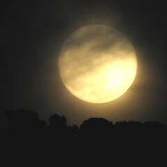 Pleine lune au dessus d'une forêt