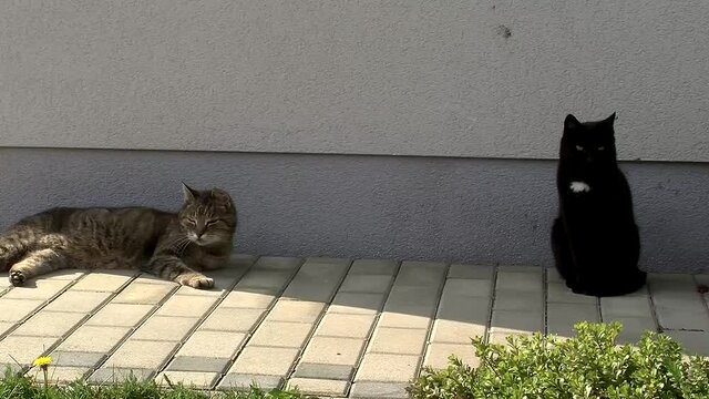 Zwei &auml;usserst relaxede Katzen, eine schwarze und eine graue blinzeln in die Sonne