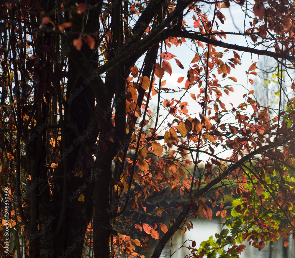 Wall mural arbre en automne