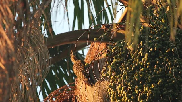 Pica pau amarelo comendo na folha do coqueiro e dan&ccedil;ando em S&atilde;o Paulo Brasil