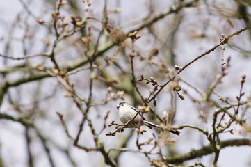 Un oiseau dans un bois