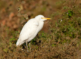Koereiger, Cattle Egret, Bubulcus ibis