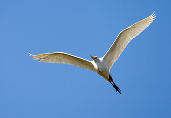 Koereiger, Cattle Egret, Bubulcus ibis
