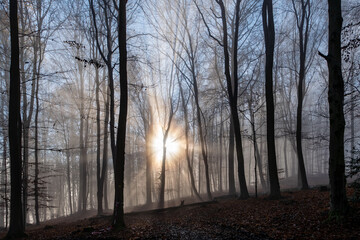 Fototapeta premium Sonnenstrahlen im Frühnebel