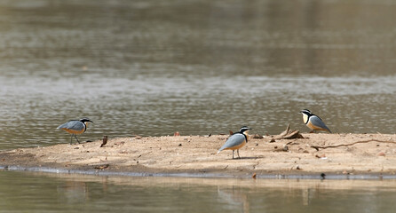 Crocodile-bird, Krokodilwachter, Pluvianus aegyptius