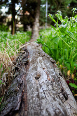 Pine branch fallen on the ground