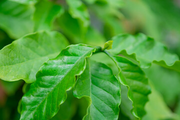 Coffee young green leaf on fresh tree.