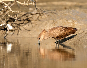 Hamerkop, Scopus umbretta