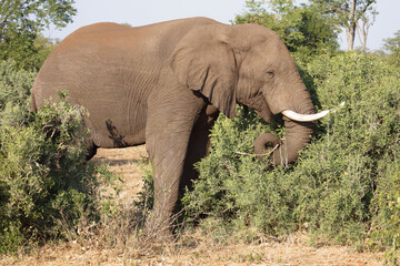 Fototapeta premium Afrikanischer Elefant / African elephant / Loxodonta africana