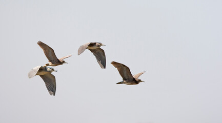 Kwak, Black-crowned Night Heron, Nycticorax nycticorax