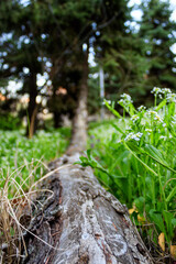Pine branch fallen on the ground