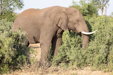 Fototapeta premium Afrikanischer Elefant / African elephant / Loxodonta africana