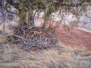 juniper tree and a pile of driftwood at a dry bottom of sand wash - a memory of flowing water in Red Mountain Open Space in northern Colorado