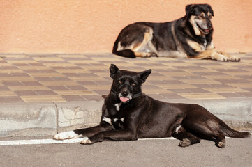 Two dogs lie on the road and warm themselves in the sun. One of them puts out his tongue.