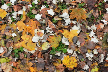 Dry leaves of trees on the ground. Soft focus