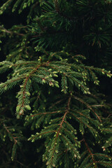 Close up of fir tree branch isolated on white, copy space