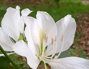 white spring flowers