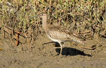 Regenwulp, Eurasian Wimbrel, Numenius phaeopus