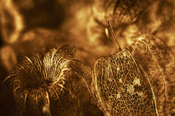golgen dry physalis fruit textures (Physalis Peruviana) soft focus on a blurred background. lacy...