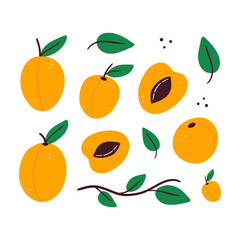 Fototapeta na wymiar Apricot fruits and leaves vector set, collection of food icons, illustration. 